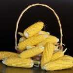 corn